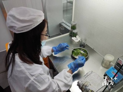 梅州 統籌涉農資金辦大事，南藥產業發展獲生物科技研究強力支撐